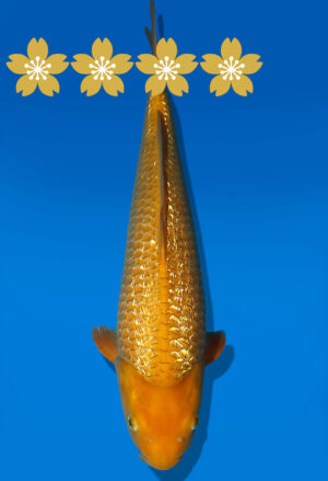 Koi Auktion Dainichi GinrinKarashigoi JumboTosai YellowMonkey - 44cm GT04-1920