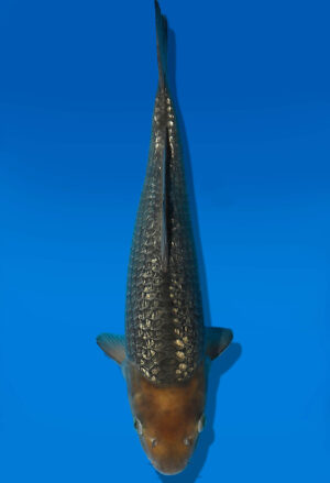 Koi Auktion Dainichi GinrinSoragoi JumboTosai SoraXGinrinSora - 37cm GT04-1921