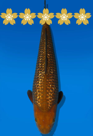 Koi Auktion Dainichi GinrinChagoi JumboTosai BrownMonkey - 45cm GT05-1922