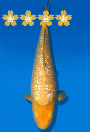 Koi Auktion Dainichi GinrinKarashigoi JumboTosai YellowMonkey - 42cm GT05-1923