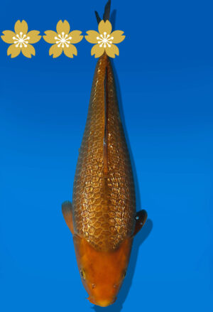 Koi Auktion Dainichi GinrinChagoi JumboTosai BrownMonkey - 41cm GT05-1924