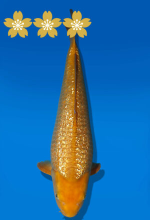 Koi Auktion Dainichi GinrinKarashigoi JumboTosai YellowMonkey - 40cm GT06-1925