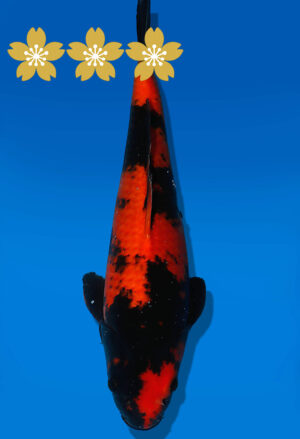 Koi Auktion Shinoda HiUtsuri JumboTosai Shinoda - 37cm GT01-1942
