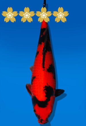 Koi Auktion Shinoda HiUtsuri JumboTosai Shinoda - 43cm GT01-1930
