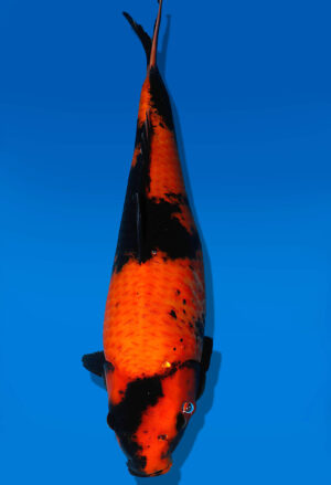 Koi Auktion Shinoda HiUtsuri JumboTosai Shinoda - 41cm GT01-1931