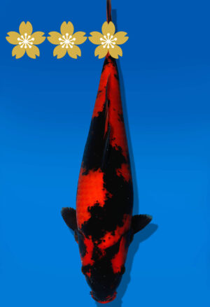Koi Auktion Shinoda HiUtsuri JumboTosai Shinoda - 42cm GT01-1932