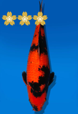 Koi Auktion Shinoda HiUtsuri JumboTosai Shinoda - 38cm GT02-1943