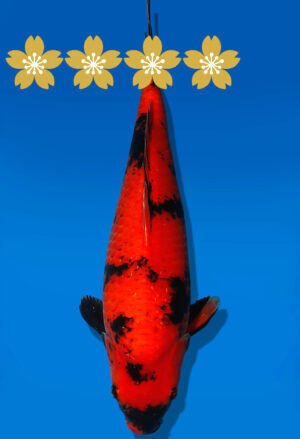 Koi Auktion Shinoda HiUtsuri JumboTosai Shinoda - 42cm GT02-1933