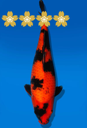 Koi Auktion Dainichi HiUtsuri JumboTosai Shinoda - 43cm GT02-1934