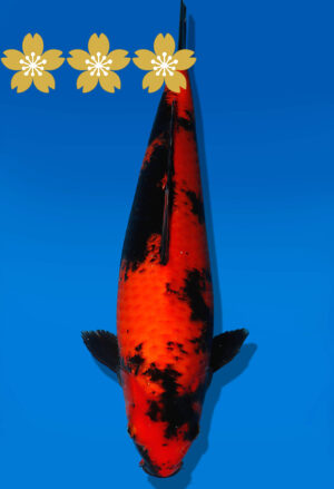 Koi Auktion Shinoda HiUtsuri JumboTosai Shinoda - 37cm GT02-1935