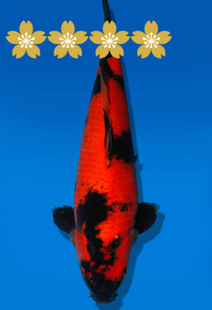 Koi Auktion Shinoda HiUtsuri JumboTosai Shinoda - 42cm T09-1944