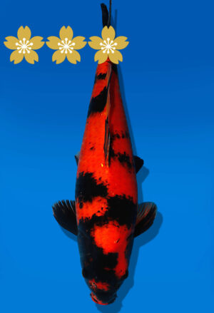 Koi Auktion Shinoda HiUtsuri JumboTosai Shinoda - 40cm T09-1936