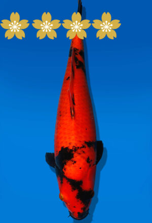 Koi Auktion Shinoda HiUtsuri JumboTosai Shinoda - 40cm T09-1937