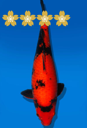 Koi Auktion Shinoda HiUtsuri JumboTosai Shinoda - 43cm T09-1938