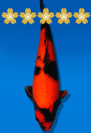 Koi Auktion Shinoda HiUtsuri JumboTosai Shinoda - 46cm T10-1939