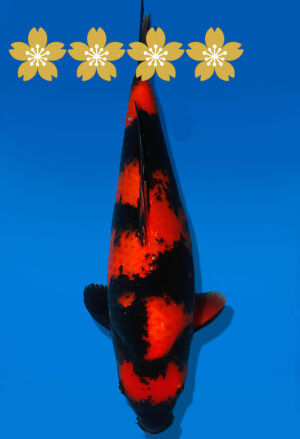 Koi Auktion Shinoda HiUtsuri JumboTosai Shinoda - 40cm T10-1940