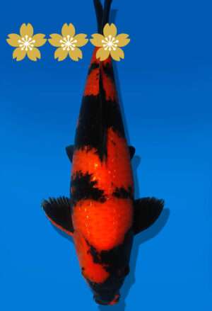 Koi Auktion Shinoda HiUtsuri JumboTosai Shinoda - 40cm T10-1941