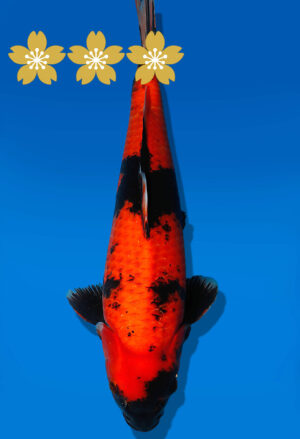 Koi Auktion Shinoda HiUtsuri JumboTosai Shinoda - 40cm T10-1945