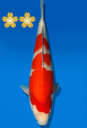 Koi Auktion Dainichi Kohaku JumboTosai RedTiger - 42cm T09-1946