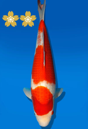 Koi Auktion Dainichi Kohaku JumboTosai RedTiger - 41cm T09-1947