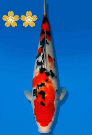 Koi Auktion Dainichi Sanke JumboTosai MSankeJr. - 39cm T09-1948