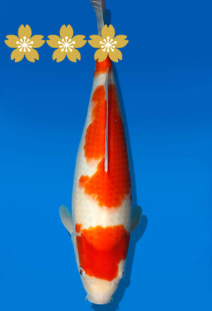 Koi Auktion Dainichi Kohaku JumboTosai WhiteDragon - 42cm T09-1961