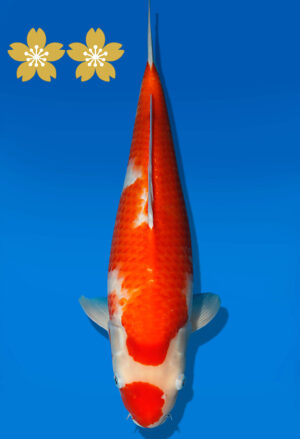 Koi Auktion Dainichi Kohaku JumboTosai WhiteDragon - 42cm T09-1949