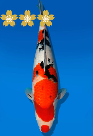 Koi Auktion Dainichi Sanke JumboTosai MSankeJr. - 44cm T09-1950