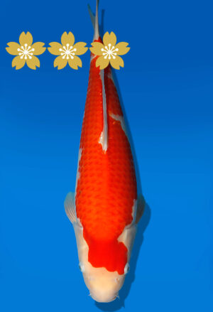 Koi Auktion Dainichi Kohaku JumboTosai WhiteDragon - 47cm T09-1951