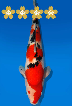 Koi Auktion Dainichi Sanke JumboTosai MSankeJr. - 45cm T09-1952