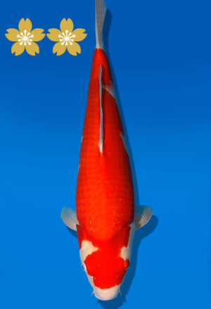 Koi Auktion Dainichi Kohaku JumboTosai WhiteDragon - 42cm T09-1953