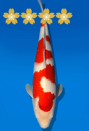 Koi Auktion Dainichi Kohaku JumboTosai WhiteDragon - 46cm T09-1954