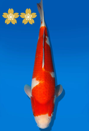 Koi Auktion Dainichi Kohaku JumboTosai RedTiger - 41cm T09-1955