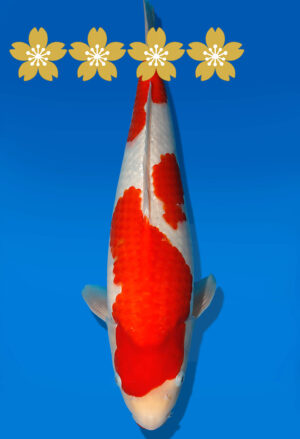 Koi Auktion Dainichi Kohaku JumboTosai WhiteDragon - 43cm T10-1956