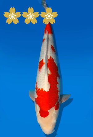 Koi Auktion Dainichi Kohaku JumboTosai WhiteDragon - 48cm T10-1957