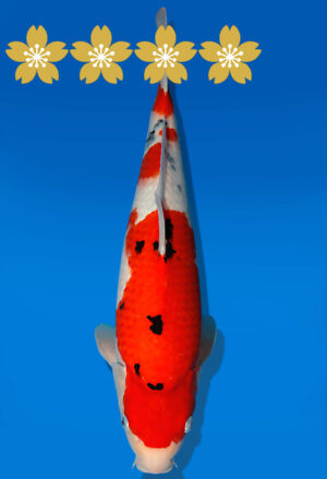 Koi Auktion Dainichi Sanke JumboTosai MSankeJr. - 43cm T10-1958