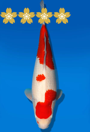 Koi Auktion Dainichi Kohaku JumboTosai WhiteDragon - 47cm T10-1959