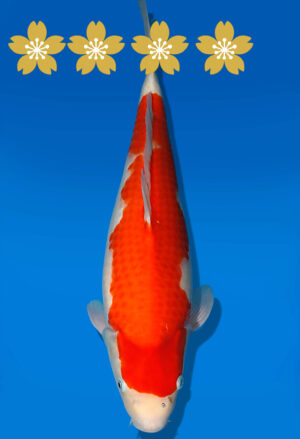 Koi Auktion Dainichi Kohaku JumboTosai WhiteDragon - 45cm T10-1960