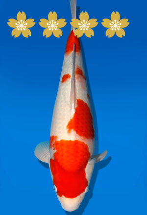 Koi Auktion Dainichi Kohaku JumboTosai WhiteDragon - 51cm T10-1962