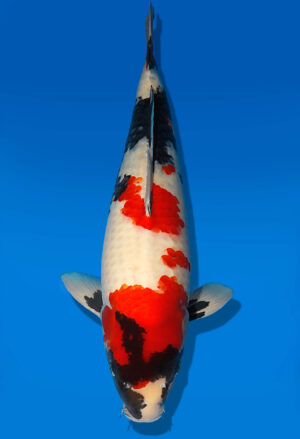 Koi Auktion Dainichi Showa Nisai Monroe female 63cm T13-1963