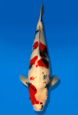 Koi Auktion Dainichi Showa Nisai Monroe male 59cm T13-1964