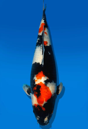 Koi Auktion Dainichi Showa Nisai MonaLisa female 60cm T13-1966