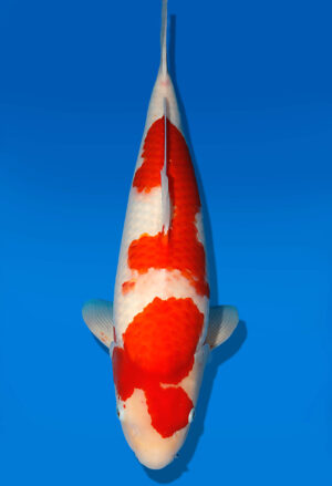Koi Auktion Dainichi Kohaku Nisai Wild female 58cm T13-1965