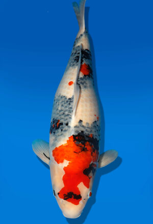 Koi Auktion Dainichi Showa Nisai MonaLisa female 66cm T13-1975