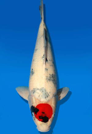 Koi Auktion Dainichi TShowa Nisai Monroe male 56cm T13-1967
