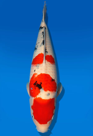 Koi Auktion Dainichi Sanke Nisai Mr.Big female 56cm T13-1976