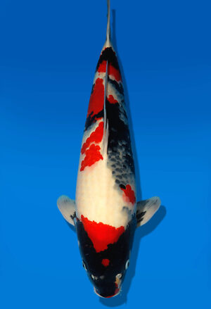 Koi Auktion Dainichi Showa Nisai MonaLisa male 55cm T13-1968
