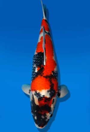 Koi Auktion Dainichi Showa Nisai Monroe female 64cm T13-1977