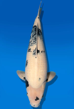 Koi Auktion Dainichi Shiro Nisai Monroe male 61cm T13-1978