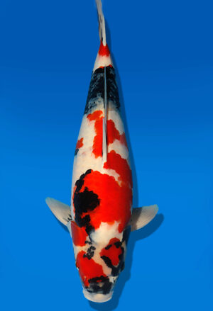 Koi Auktion Dainichi Showa Nisai Monroe male 60cm T13-1979
